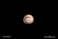 藏品(瑪瑙珠)的圖片